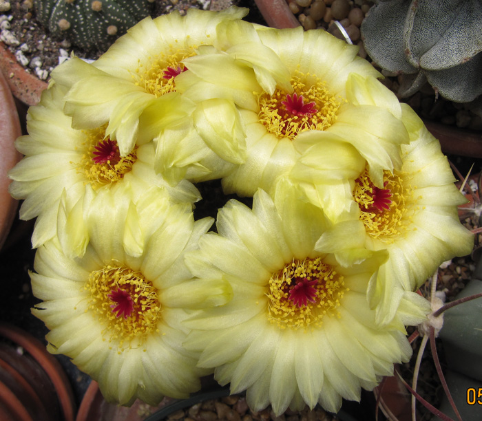 Notocactus schlosseri in full bloom